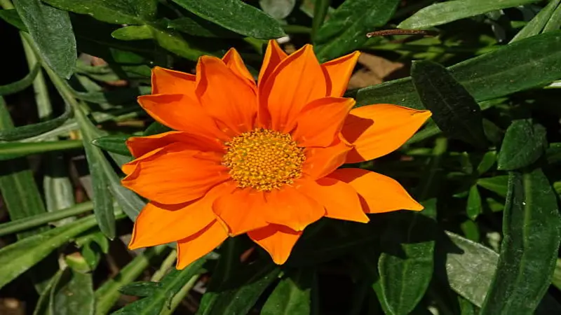 A single uniformly orange Gazania flower with a golden centre among dark green leaves.