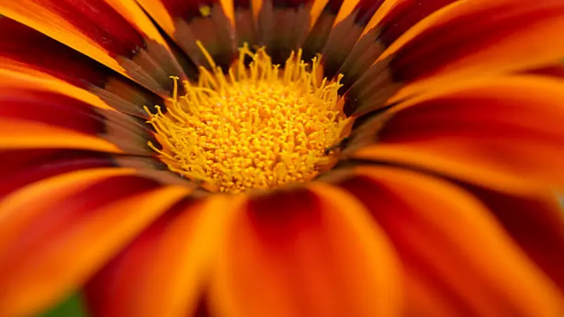 Extreme close-up of the centre of an orange-red Gazania flower revealing fine yellow stamens.