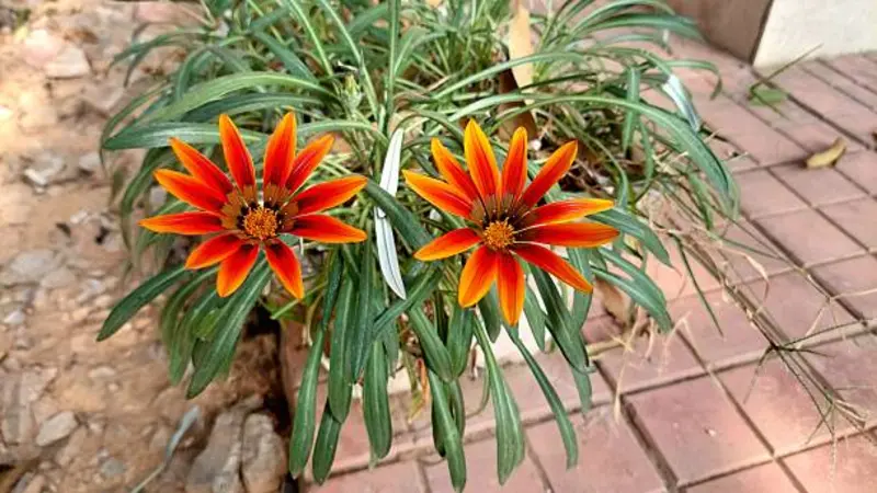 Two red and yellow striped Gazania flower blooms growing from narrow leaves on brickwork.
