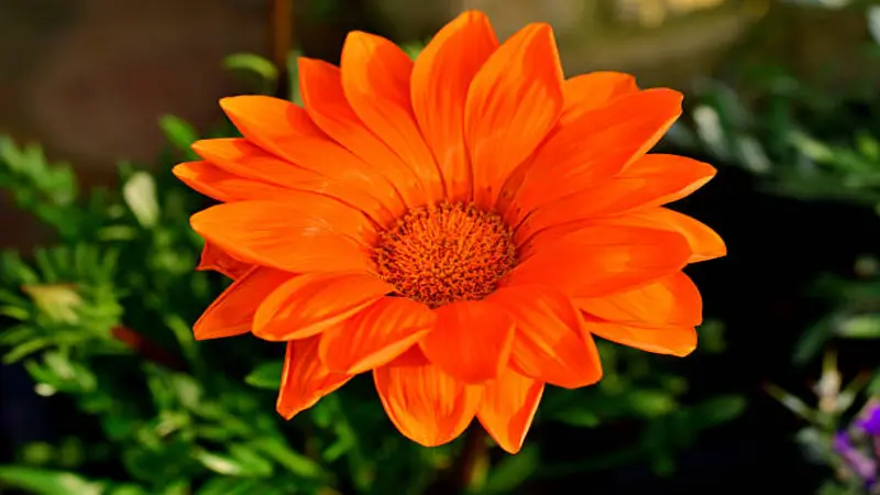 A fully open deep orange Gazania flower glowing in bright sunlight against green foliage.