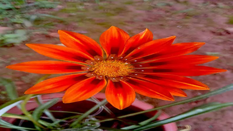A deep red Gazania flower with small white dots ringing the dark centre, photographed from above.