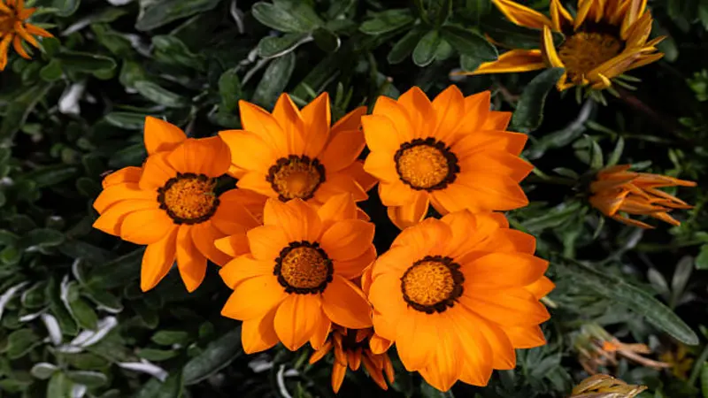 A group of five orange Gazania flower blooms with dark brown centres growing densely together.