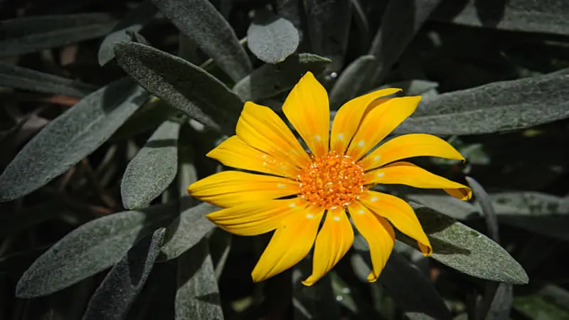 A single yellow Gazania flower with an orange centre set against broad silver-grey leaves.