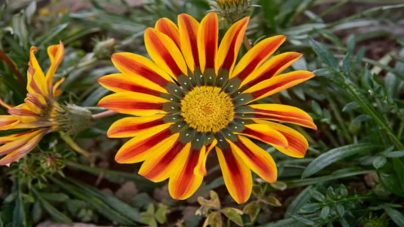 A large orange Gazania flower with bold red central stripes and a yellow disc.
