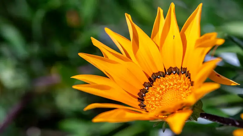 A yellow-orange Gazania flower photographed from the side with petals fanning out.