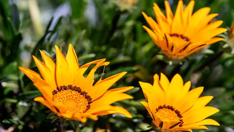 Three yellow Gazania flower blooms with dark centres photographed in bright sunlight.