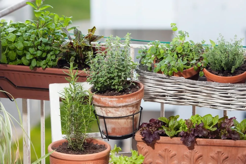 Herb Corners 2