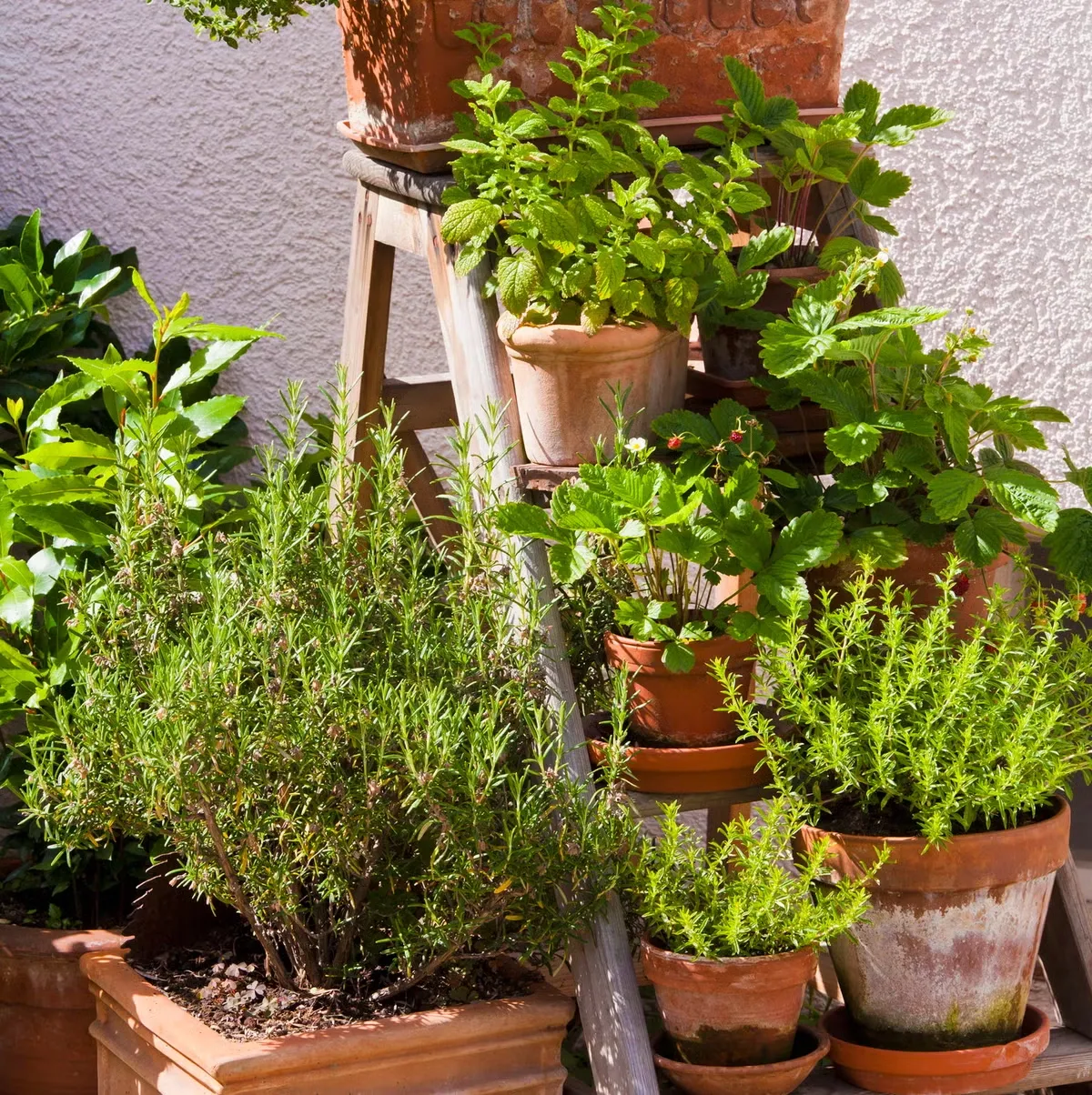 Herb Corners 4