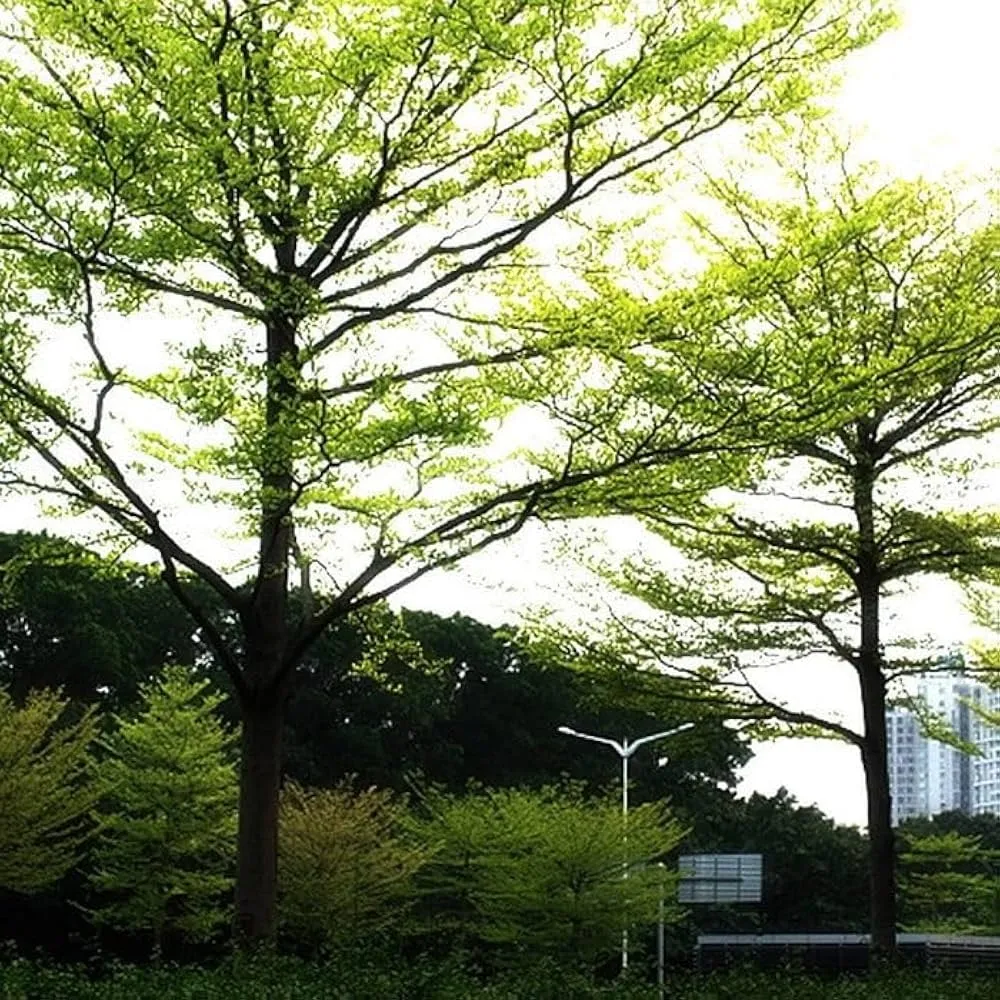 Trees 1