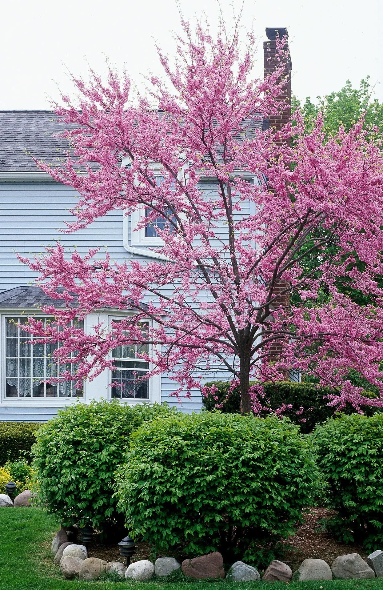 Trees 2