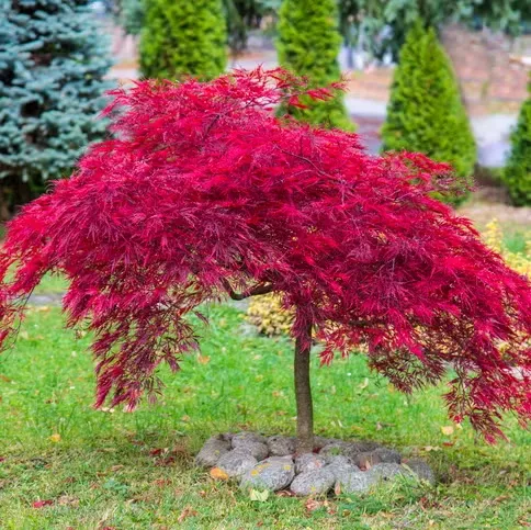 Trees 3