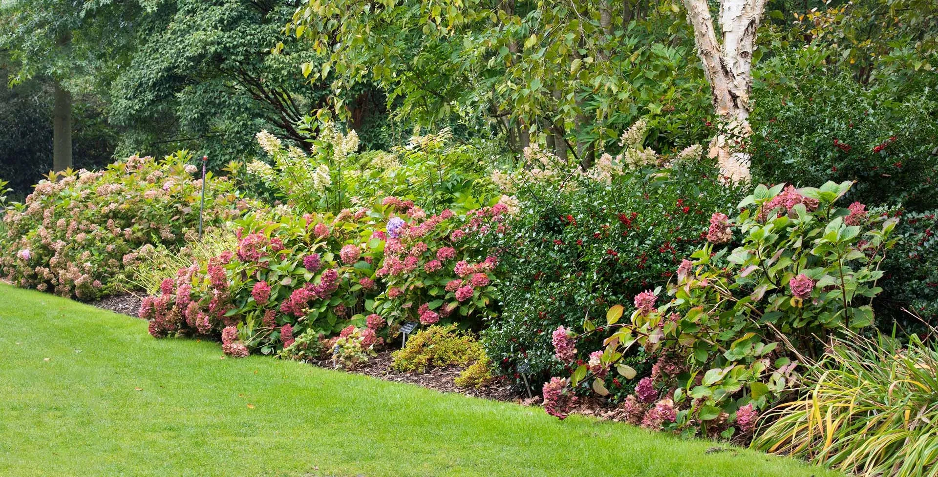 Shrubs 2