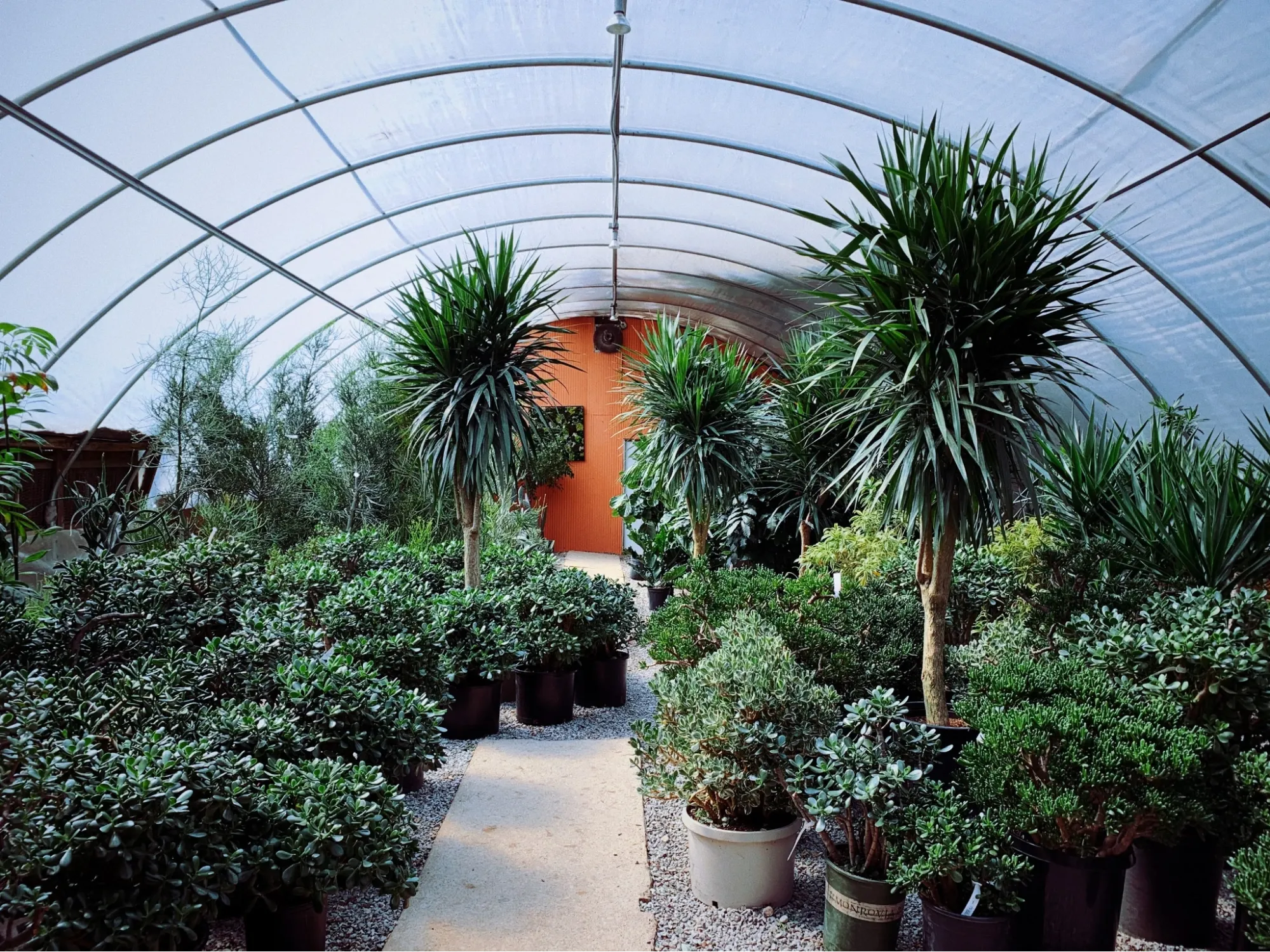 Shrubs 3