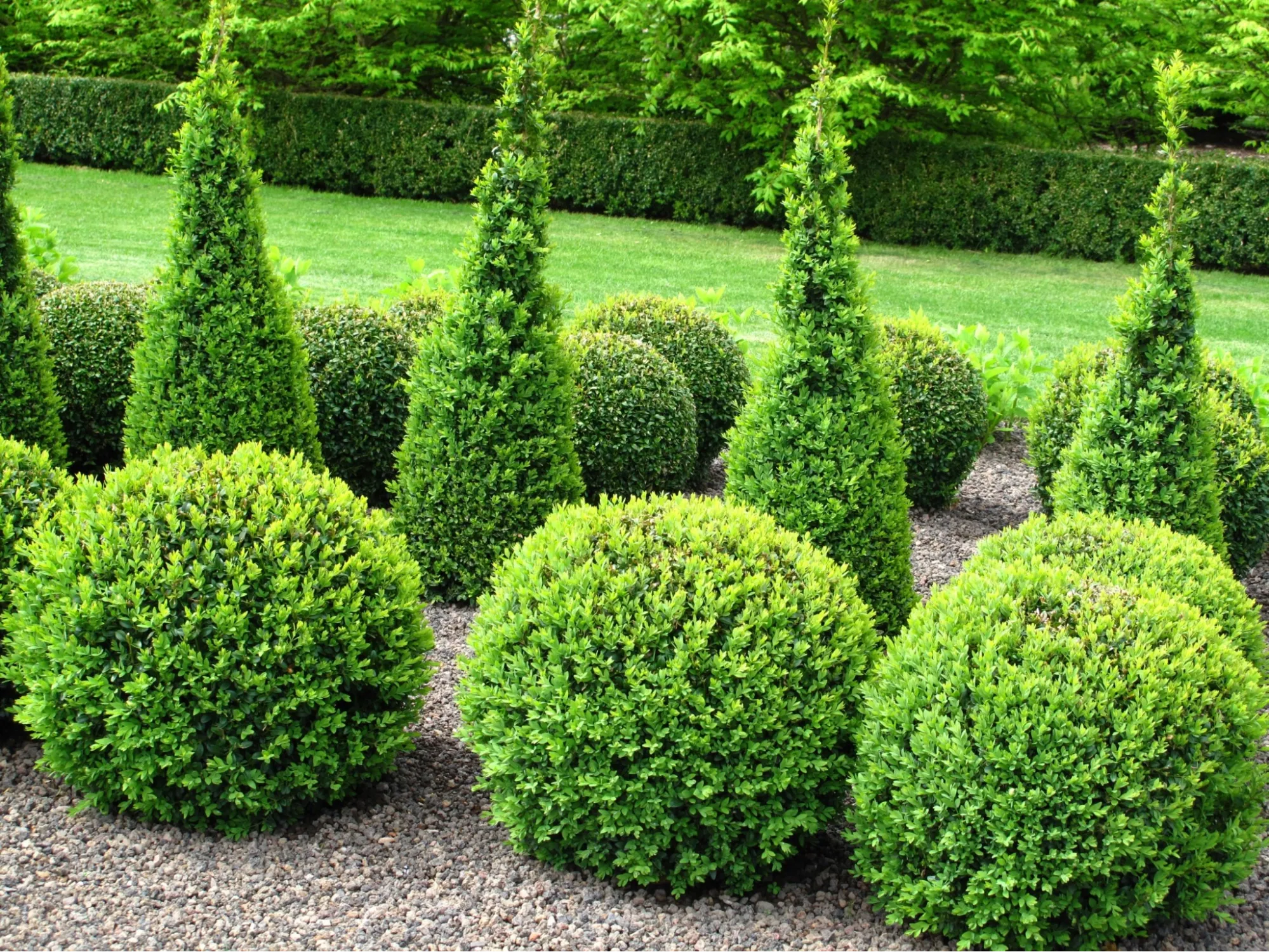 Shrubs 4
