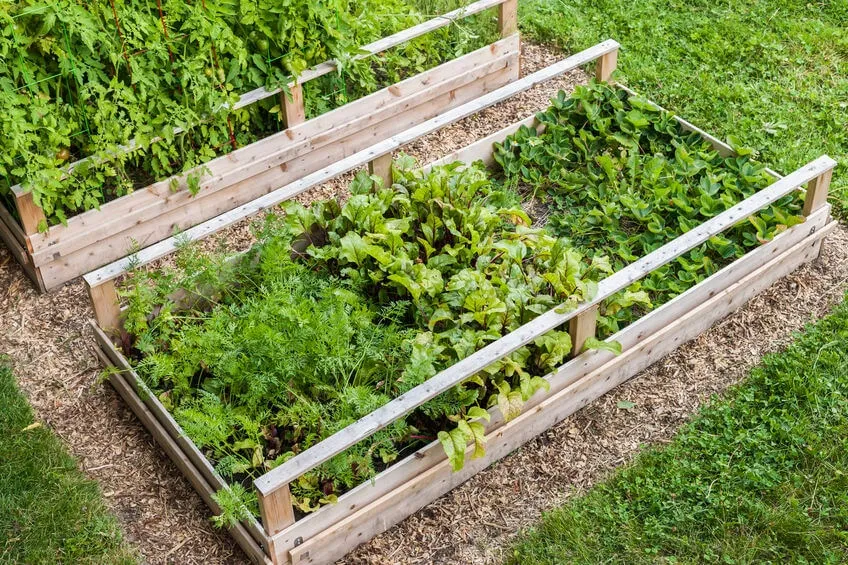 Vegetable Gardens 1