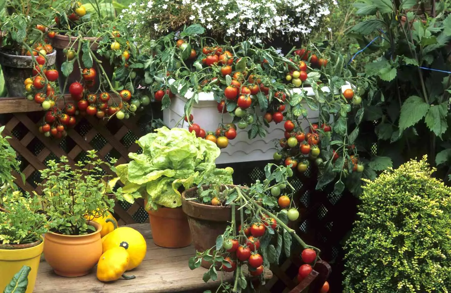 Vegetable Gardens 2