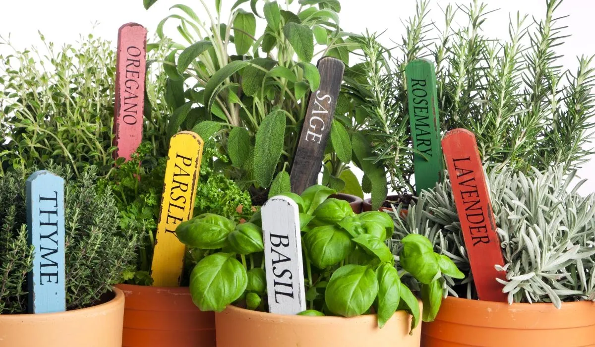 Herb Corners 1