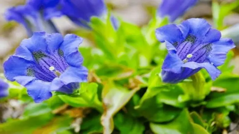 Two large, ruffled blue Gentian flower blooms with dark purple veining blooming side by side among bright green leaves.