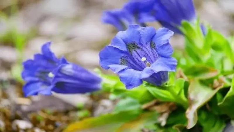 Two vivid blue Gentian flower blooms growing close to the ground among small green leaves.