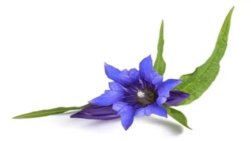 A single open blue-violet Gentian flower resting on green pointed leaves against a white background.