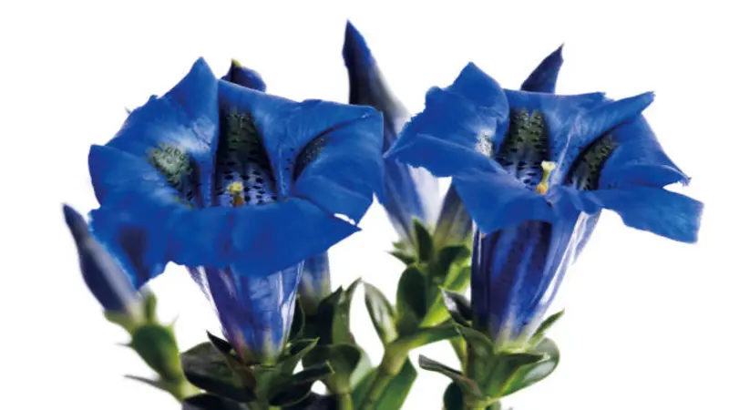 Two large deep-blue trumpet-shaped Gentian flower blooms with a bud on a white background.