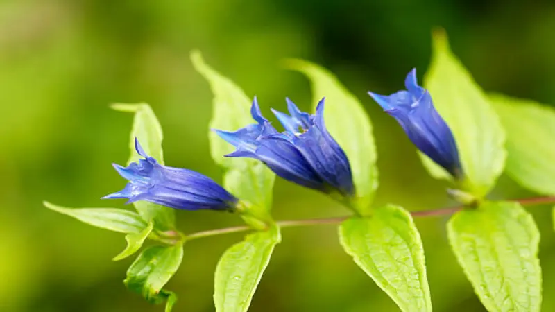 Three slender blue-purple Gentian flower buds arranged along a thin stem with bright green leaves.
