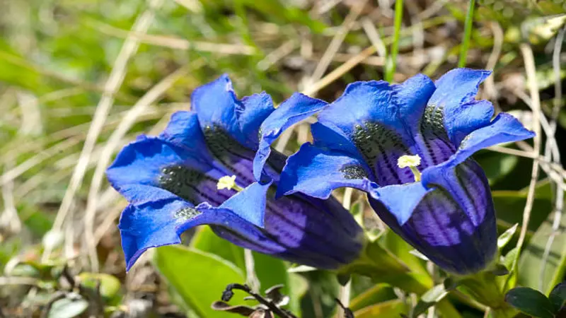 Two large wide-open blue Gentian flower blooms growing among dry alpine grass and low vegetation.