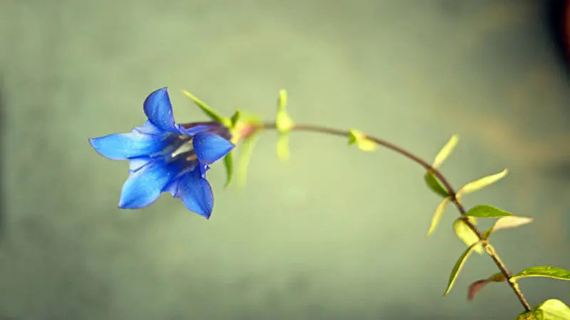 A single bright blue five-petalled Gentian flower at the end of a long curved stem with small leaves.