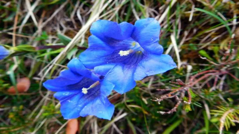 Two bright blue Gentian flower blooms with white stamens growing among dry alpine grass.