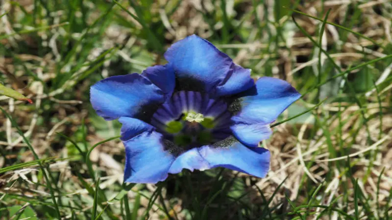 A single fully open blue Gentian flower viewed from above, showing dark interior striping surrounded by grass.