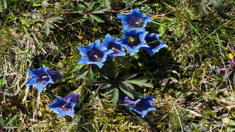 A cluster of several blue Gentian flower blooms growing together in a rosette pattern amid alpine meadow vegetation.