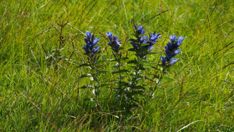 A tall Gentian flower plant with multiple blue blooms growing upright in a lush green meadow.