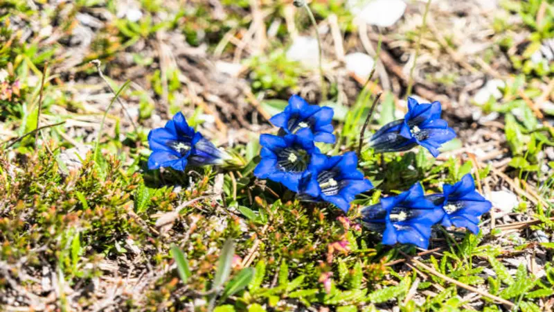 A group of deep blue trumpet Gentian flower blooms growing on rocky mossy alpine ground.