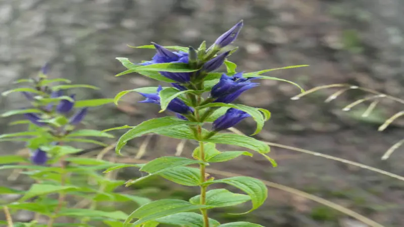 An upright willow Gentian flower plant with multiple deep blue tubular blooms along a tall stem.