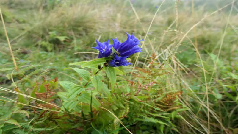 A single deep blue Gentian flower with fringed petals growing alone in wild grassland.
