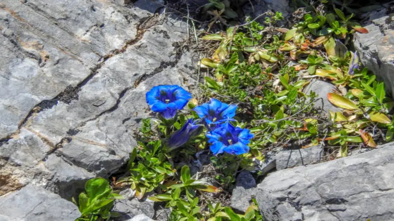 Three blue Gentian flower blooms growing from a rocky limestone crevice with small green plants.