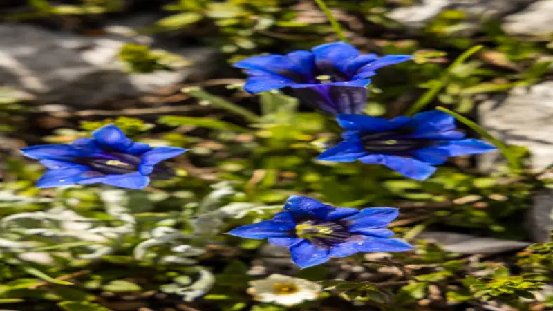 Two large vivid blue trumpet-shaped Gentian flower blooms photographed close up with rocky ground behind.