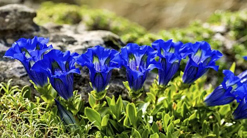 A dense colony of brilliant blue trumpet Gentian flower blooms growing on a mossy green bank.