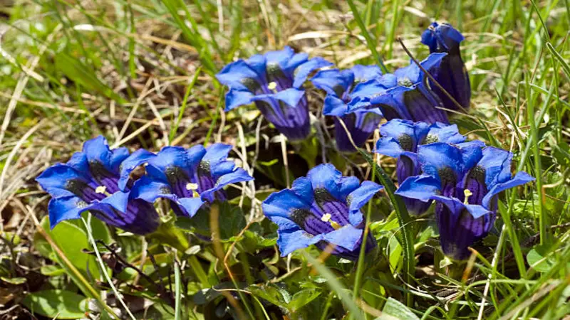 A large group of blue Gentian flower blooms growing low in sunlit alpine meadow grass.