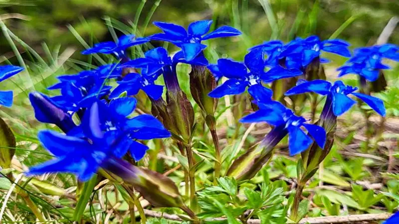 A dense patch of small intensely blue star-shaped Gentian flower blooms growing close together in a meadow.