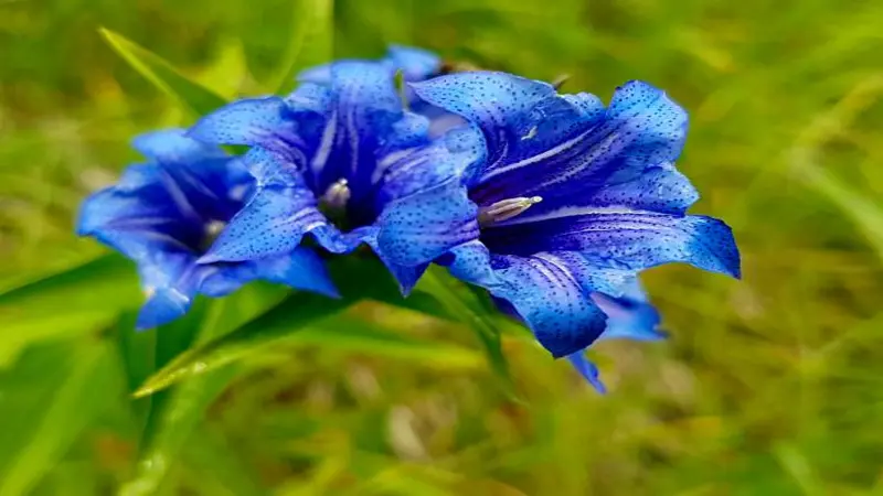 Two large blue Gentian flower blooms with spotted interiors and prominent stamens against a soft green background.