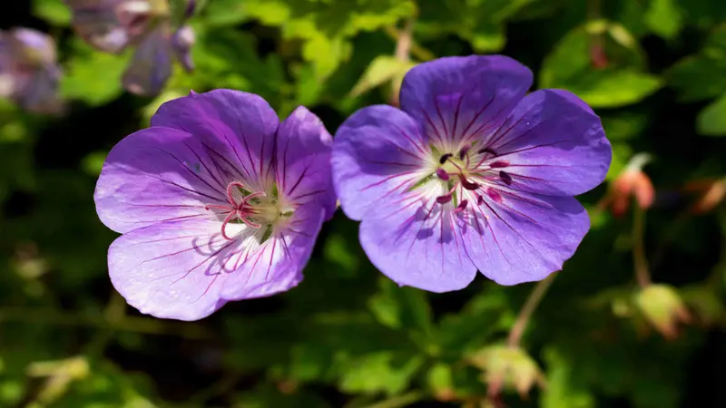 Large blue-purple geranium flowers with deep veining and stamens stand against green foliage.