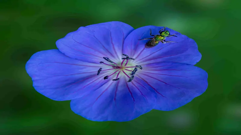 Two pale violet geranium flowers bloom in sunlight with fine veins and central stamens.