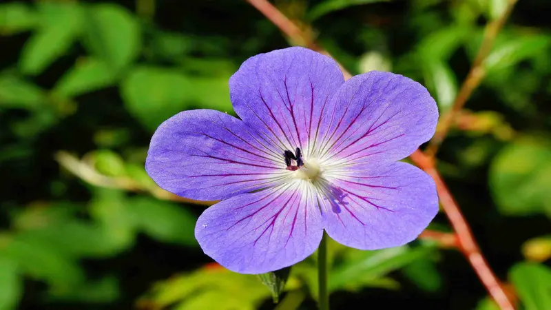 A blue geranium flower with a metallic green fly displays striking dark radiating veins.