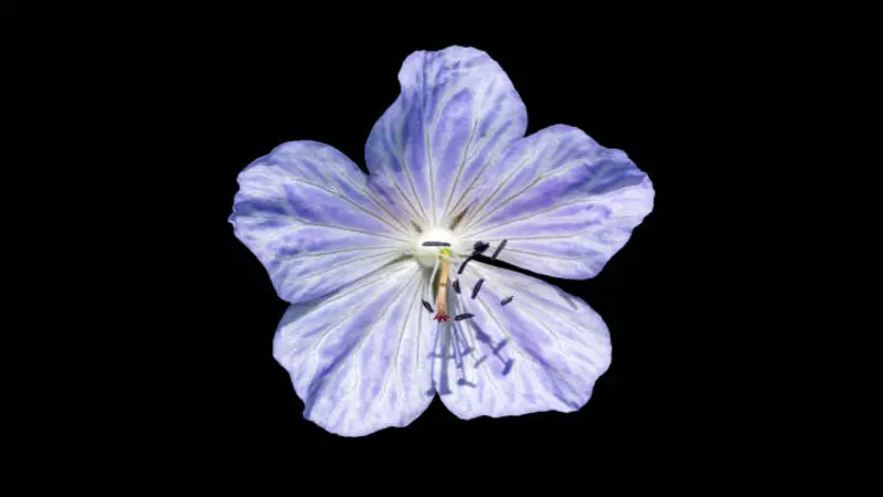 A pale blue-violet geranium flower with dark veins and a white center isolated beautifully on a black background.