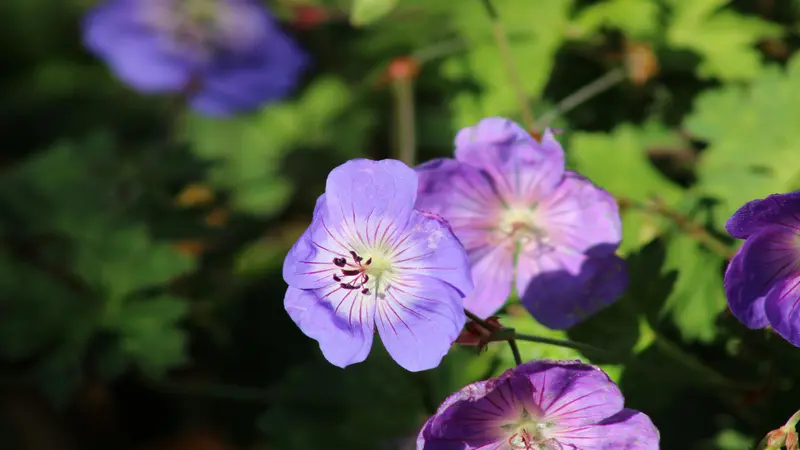 A pale lavender-blue geranium bloom in sharp focus among softly blurred purple and green garden flowers.