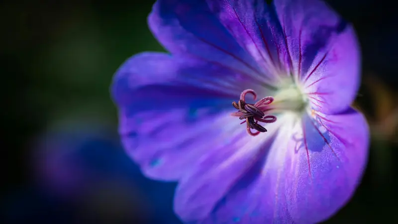 A vivid purple geranium flower close-up showing curled stamens against a dark blurred background.