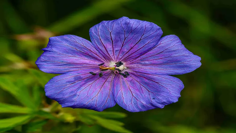 A large blue-purple geranium flower viewed from above with radiating dark veins and deep stamens.