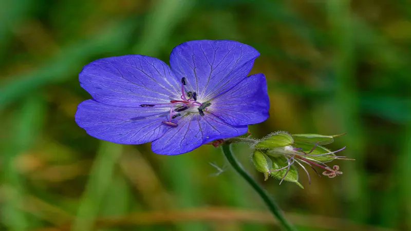 A bright blue geranium flower blooms beside a hairy green bud against a softly blurred grassy background.