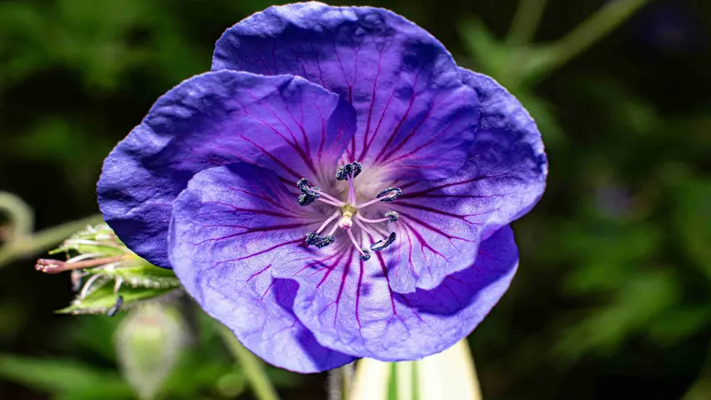 A deep purple geranium flower with bold dark veins and white stamens stands out on a dark background.